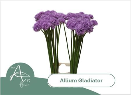 Allium Gladiator