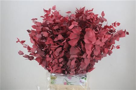 Pres Euca Stuartiana Red 150 Gr P Bunch