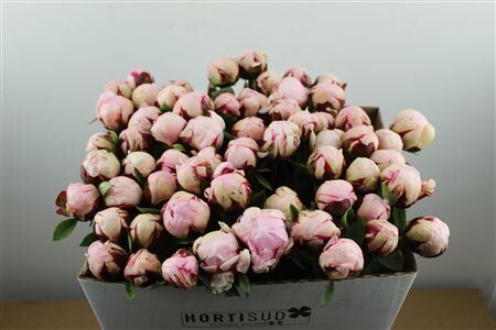 Paeo L Reine Hortense Rose