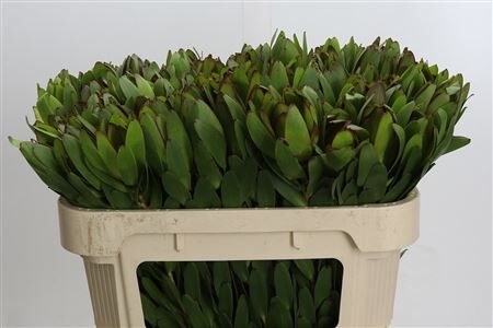 Leucadendron Goldstrike