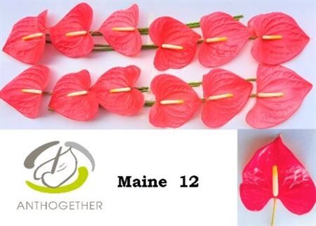 Anth A Maine 12