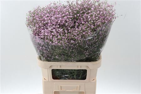 Gypsophila Pan My Pink