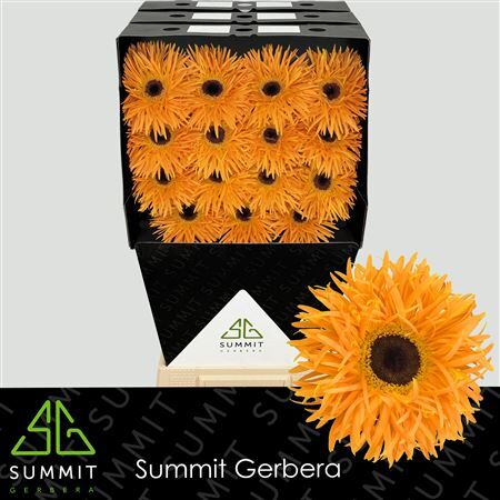 Ge Gs Bambu Diamond