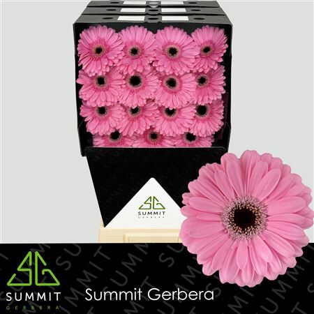 Ge Gr Alison Diamond