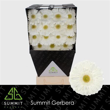 Ge Gr Abe+ Diamond