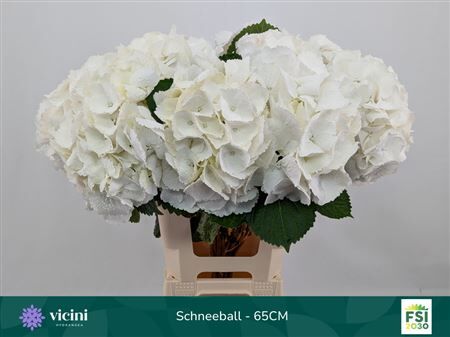Hydr M Schneeball