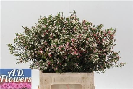 Chame Un My Sweet 16