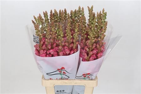 Antir Poto Cher Rose