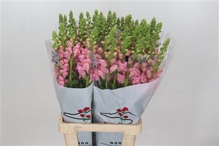 Antir Poto Earl Pink