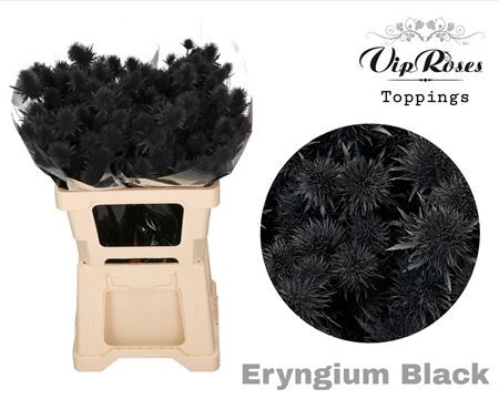 Eryngium Supernova Black 60cm