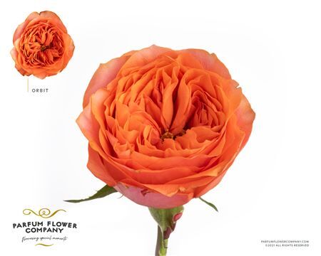 Rosa Garden Orbit