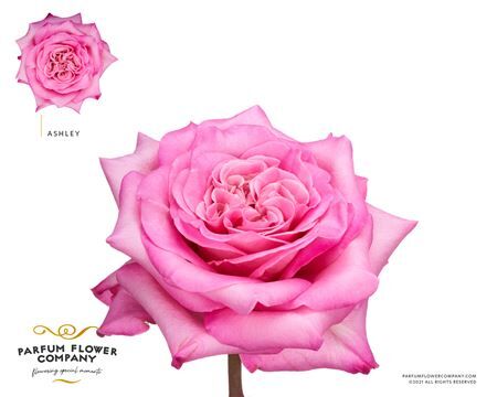 Rosa Garden Ashley