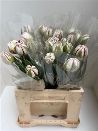 Tu Du Carnaval De Nice