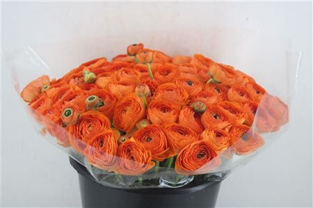 Ran Cloni Ex Lambada