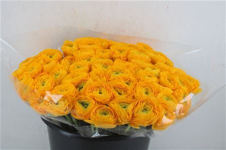 Ran Cloni Ex Solaris