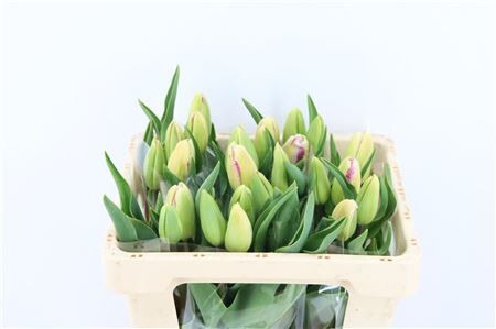 Tu En Lavender Magic