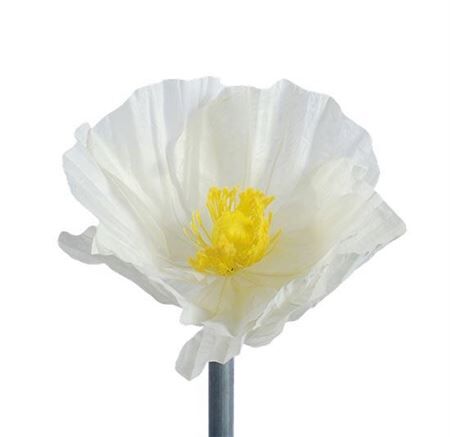 Stem Poppy Flower H35d30