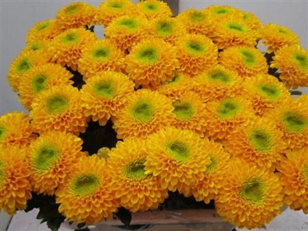 Chr G Brasiliana Oranje