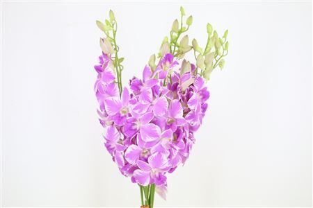 Dendro Natascha Pink Sg