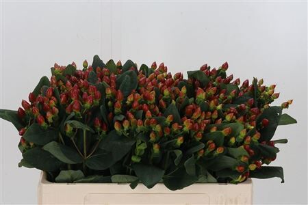 Hyp Pacific Bronze