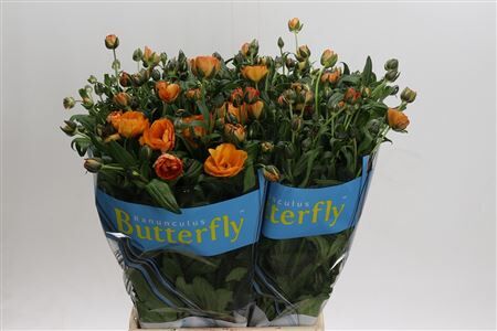 Ran Butterfl Galatea