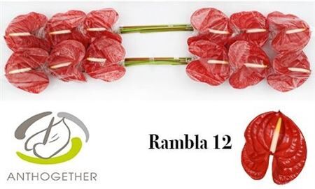 Anth A Rambla 12