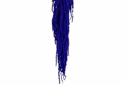 Pres Amaranthus Caud Dark Lavender Bunch