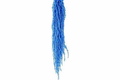 Pres Amaranthus Caud L Blue Bunch