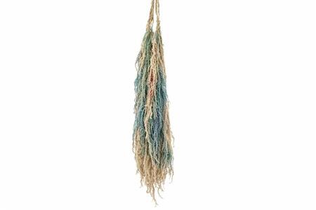 Pres Amaranthus Caud Lolita Bunch