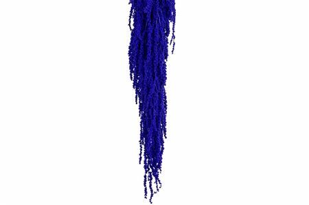 Pres Amaranthus Caud Purple Bunch