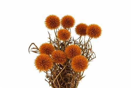 Pres Echinops 10pc Orange Bunch