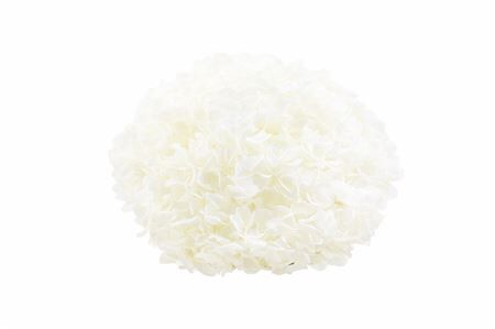 Pres Hydrangea Xl Ivory Pcs