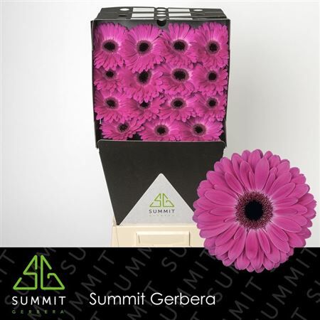 Ge Gr Rich Diamond