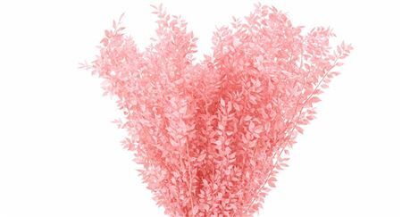 Pres Ruscus Lightpink P Stem