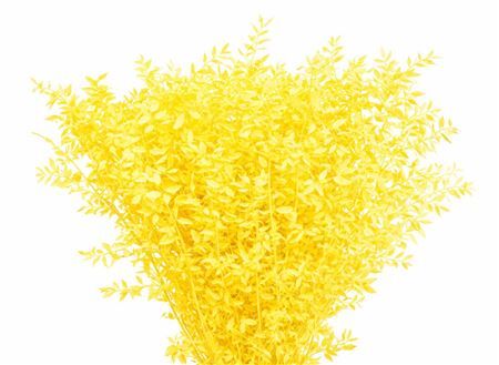 Pres Ruscus Yellow P Stem