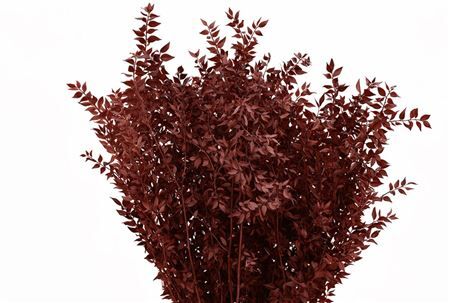 Pres Ruscus Brown P Stem