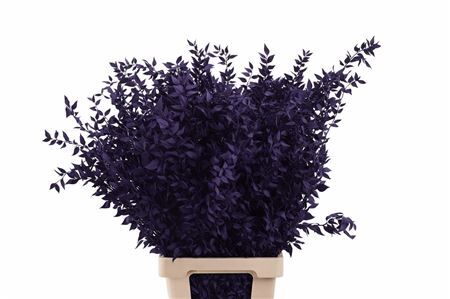Pres Ruscus Purple P Stem