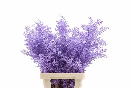 Pres Ruscus Milka P Stem