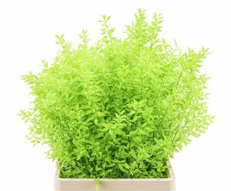 Pres Ruscus Applegreen P Stem