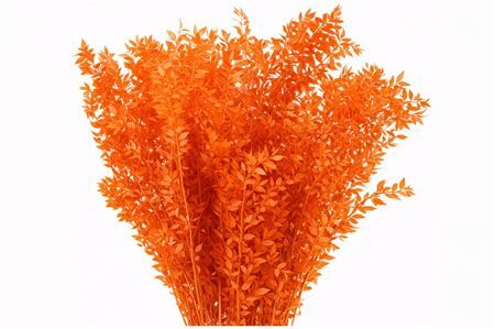 Pres Ruscus Orange P Stem