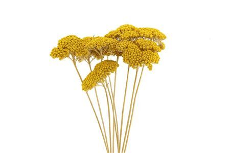 Dried Achillea Parker 10pcs Natural Bunch
