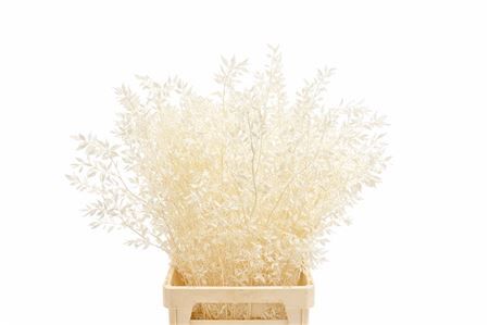 Pres Ruscus Bleached P Stem