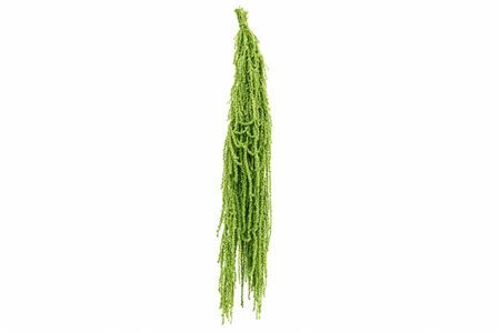 Pres Amaranthus Caud L Green Bunch