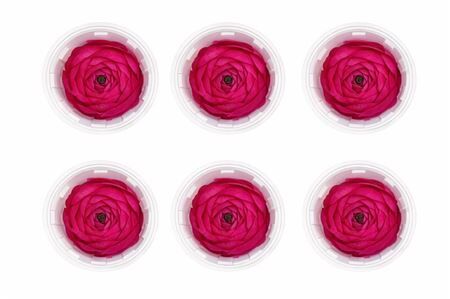 Ran Pres Fuchsia