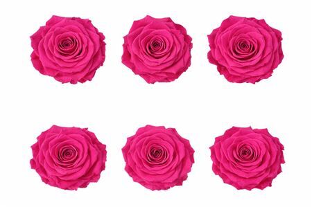 Ro Pres Classic Fuchsia