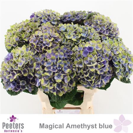 Hydr M Mag Amethyst