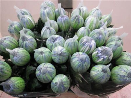 Chr G Antonov Polar Light