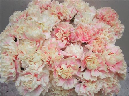 Di St G Pastel Pink