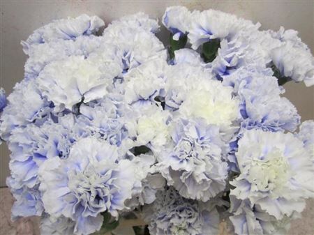 Di St G Pastel Lilac