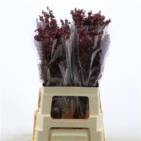 Atriplex Bordeaux